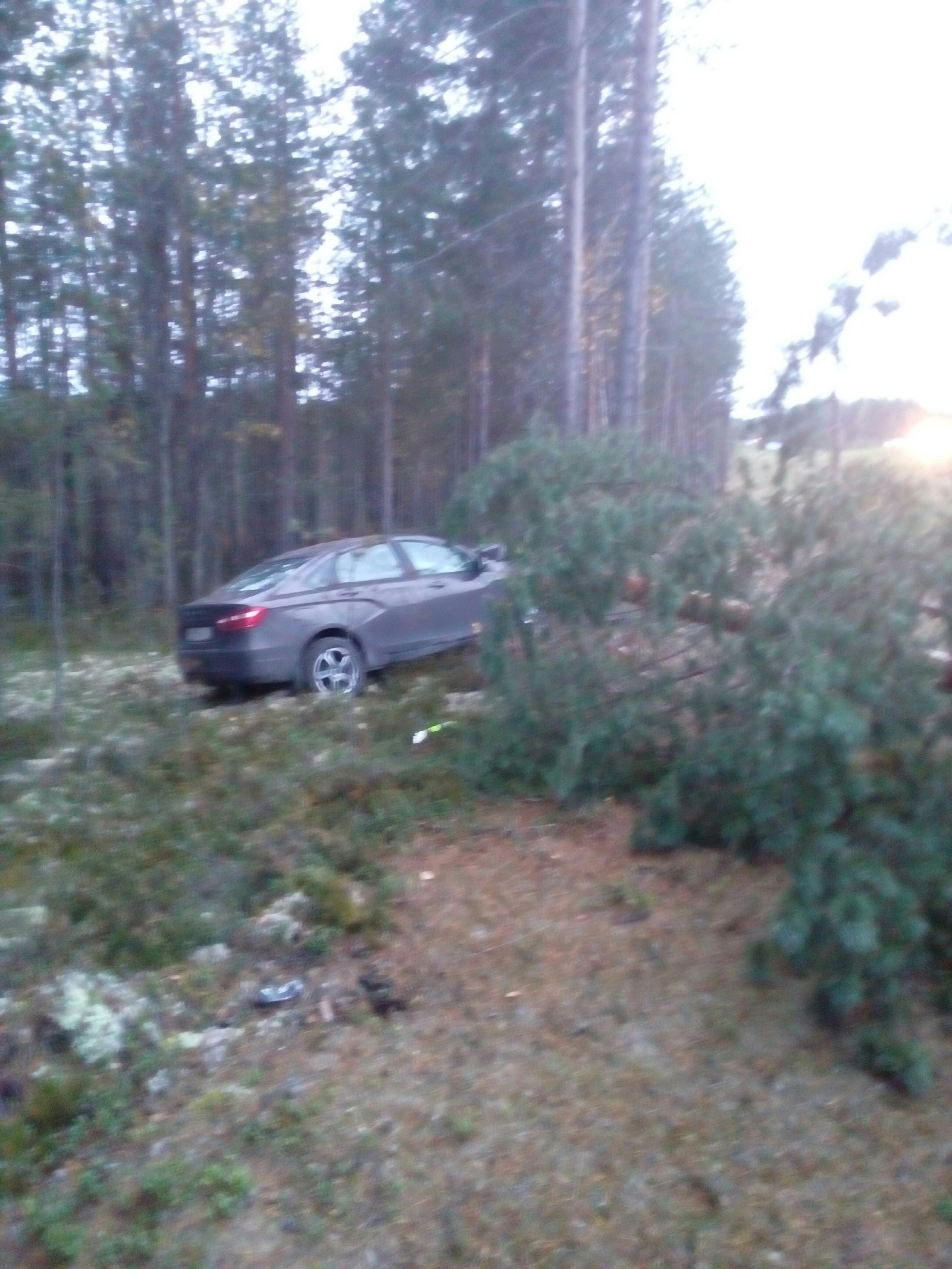 Lada Vesta killer of pines - My, , Car, Pine, Longpost, AvtoVAZ