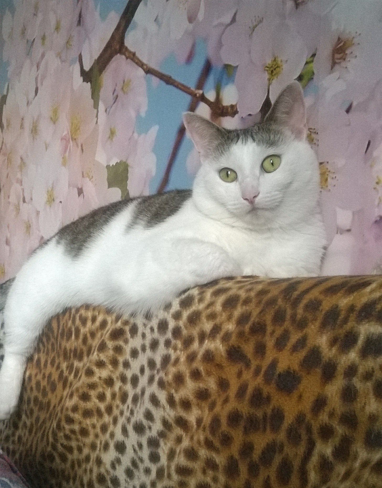 And here is my handsome - My, Catomafia, , , Longpost, cat, 