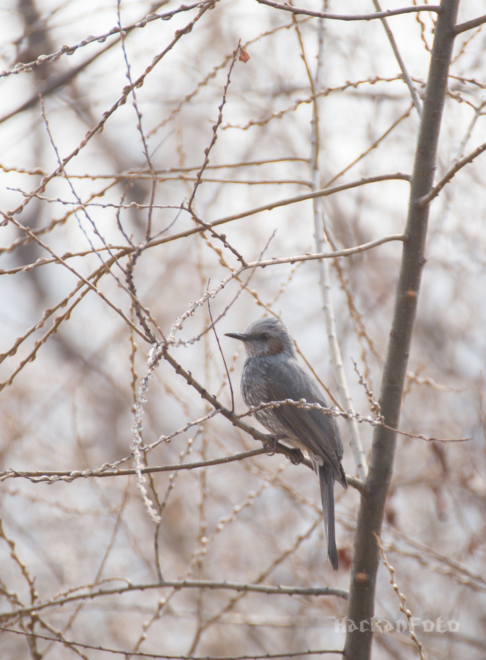 Tell me, what kind of bird? - My, Birds, Unknown, Seoul, Definition, Longpost