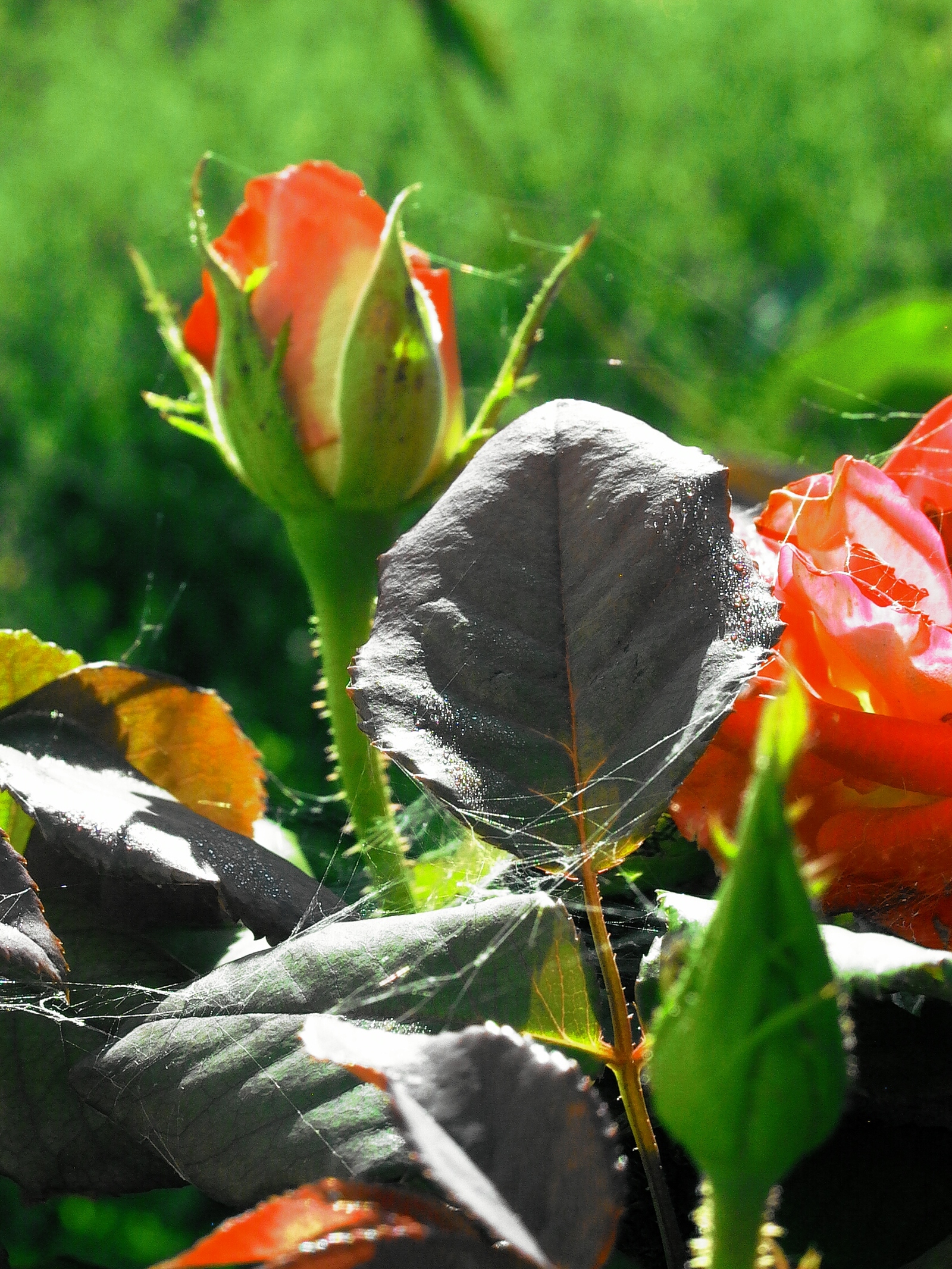 A small selection of colorful photos - My, the Rose, Cabbage butterfly, , , , Longpost