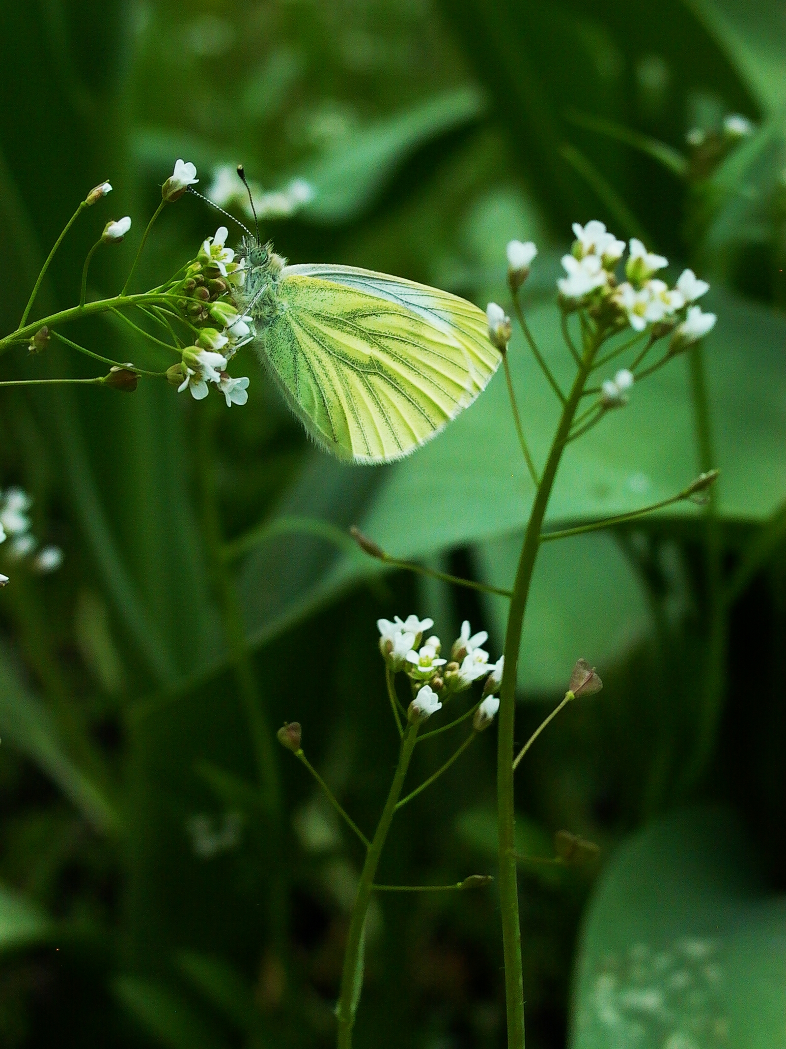 A small selection of colorful photos - My, the Rose, Cabbage butterfly, , , , Longpost