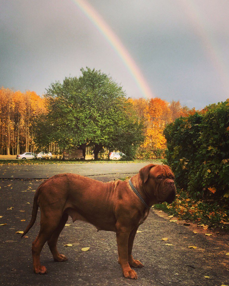 Redhead autumn - My, Great Dane of Bordeaux, French Mastiff, Autumn, Walk, Rainbow