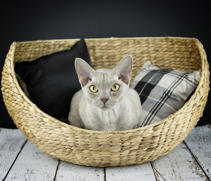 Devon Rex - cat, Breed, Devon Rex, Longpost