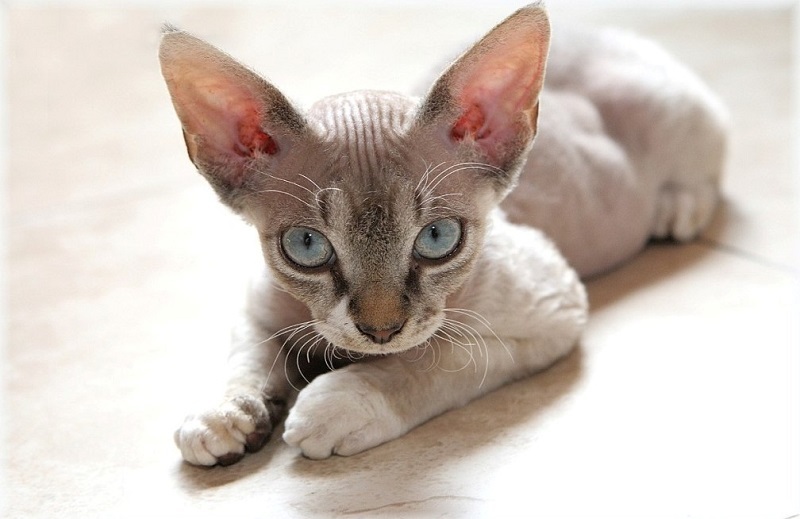 Devon Rex - cat, Breed, Devon Rex, Longpost