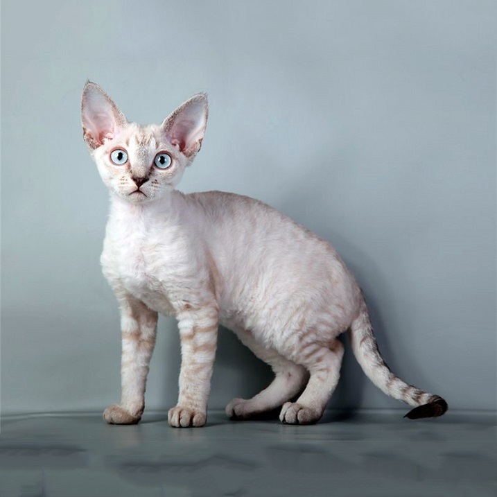 Devon Rex - cat, Breed, Devon Rex, Longpost