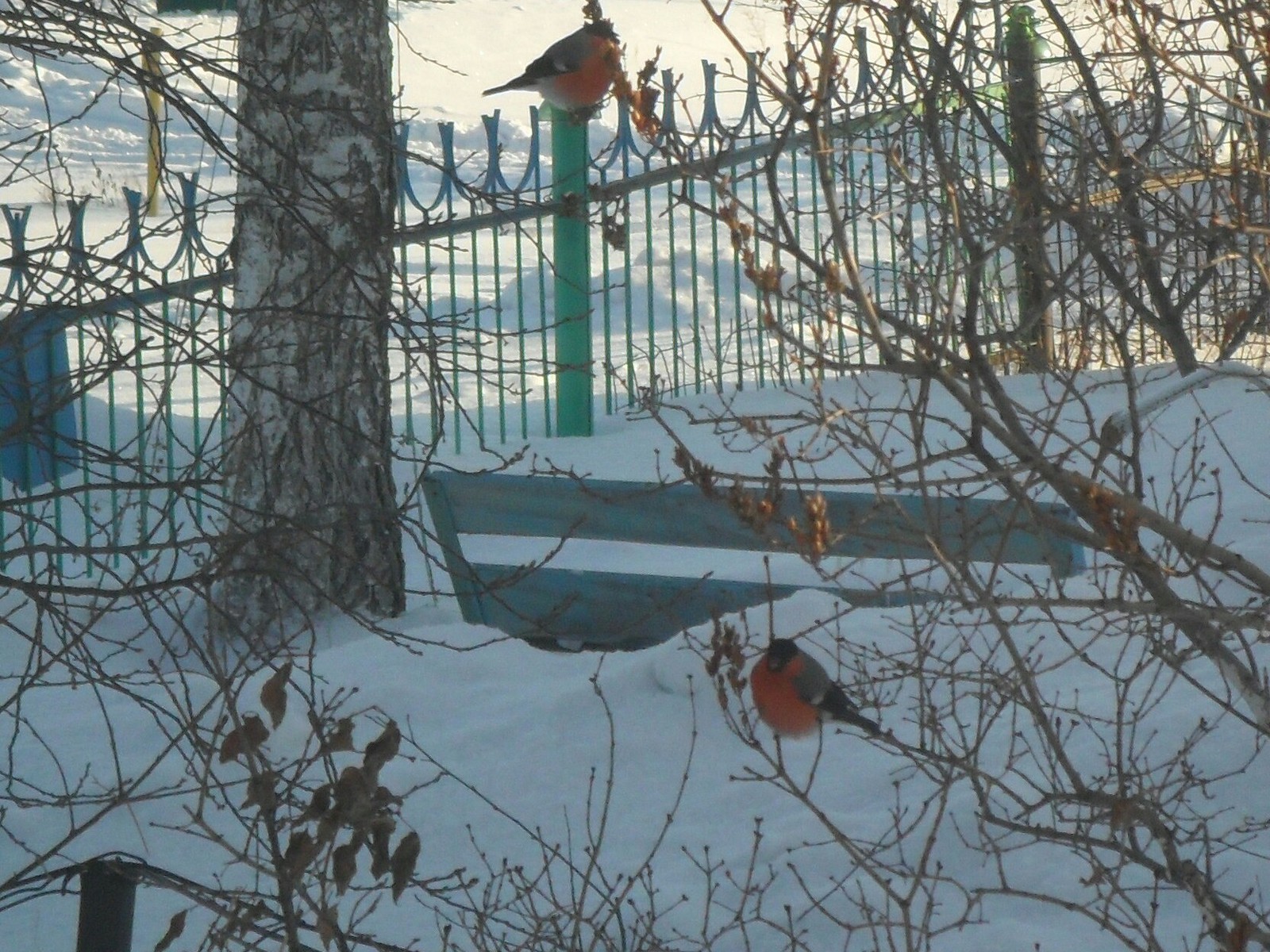 Bullfinches in Altai - My, Altai region, Nature, Birds, Altai Republic