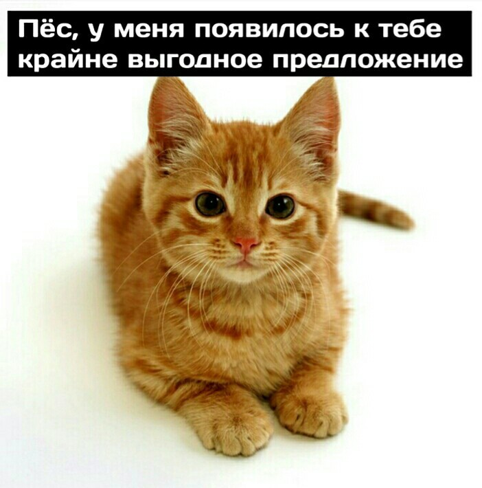 Коты - Кот, Собака, Длиннопост