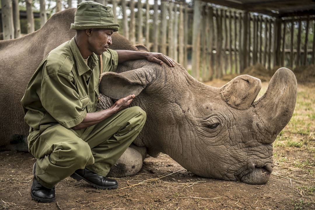 The last northern white rhinoceros. - Rhinoceros, Africa, Accordion, Repeat