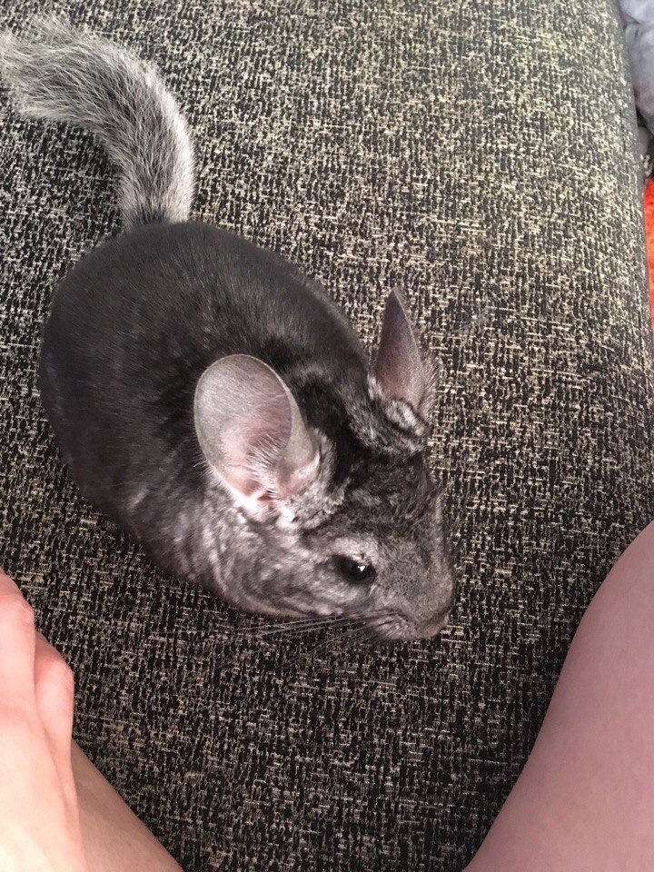 How shushi came to me - My, Chinchilla, Menagerie, Longpost