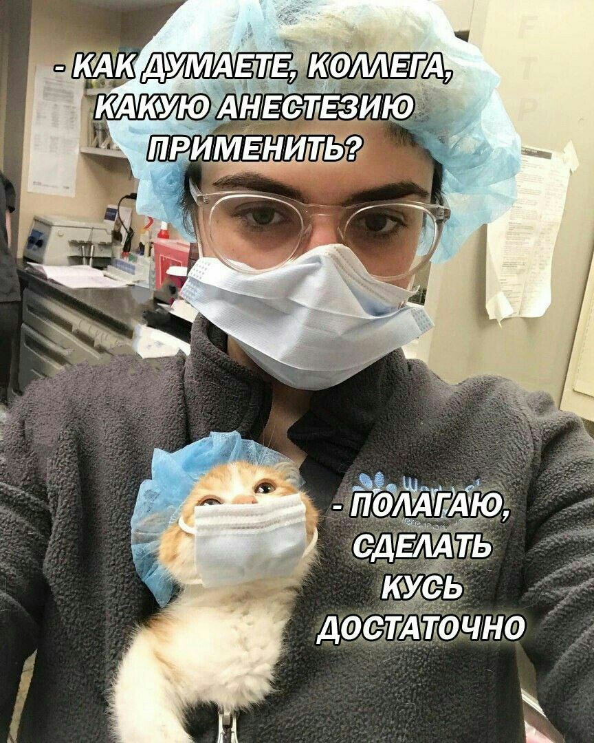 Colleague! - Cats just, Medics, cat