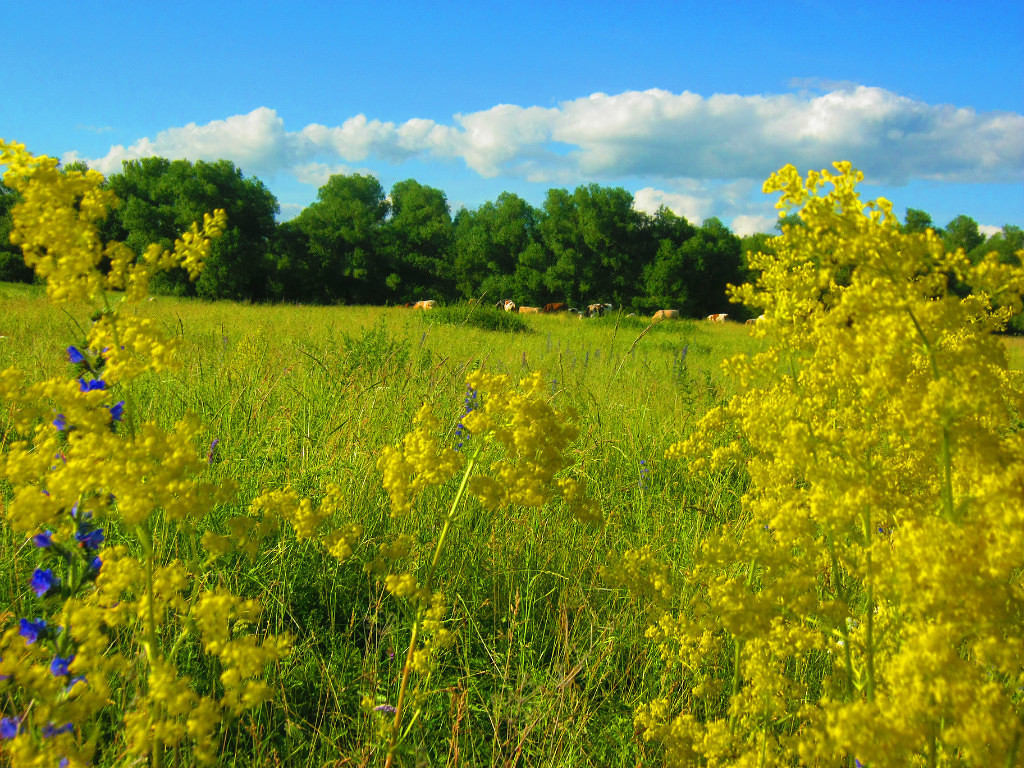 About dreams about the village and the features of life at a party. - My, Childhood, Village, Nature, beauty, Longpost