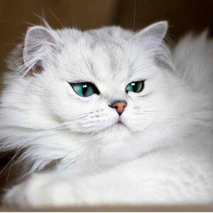 Reggie: a cat whose shooters any girl would envy - cat, Fluffy, Eyes, Milota, , , Instagram, Catomafia, Longpost