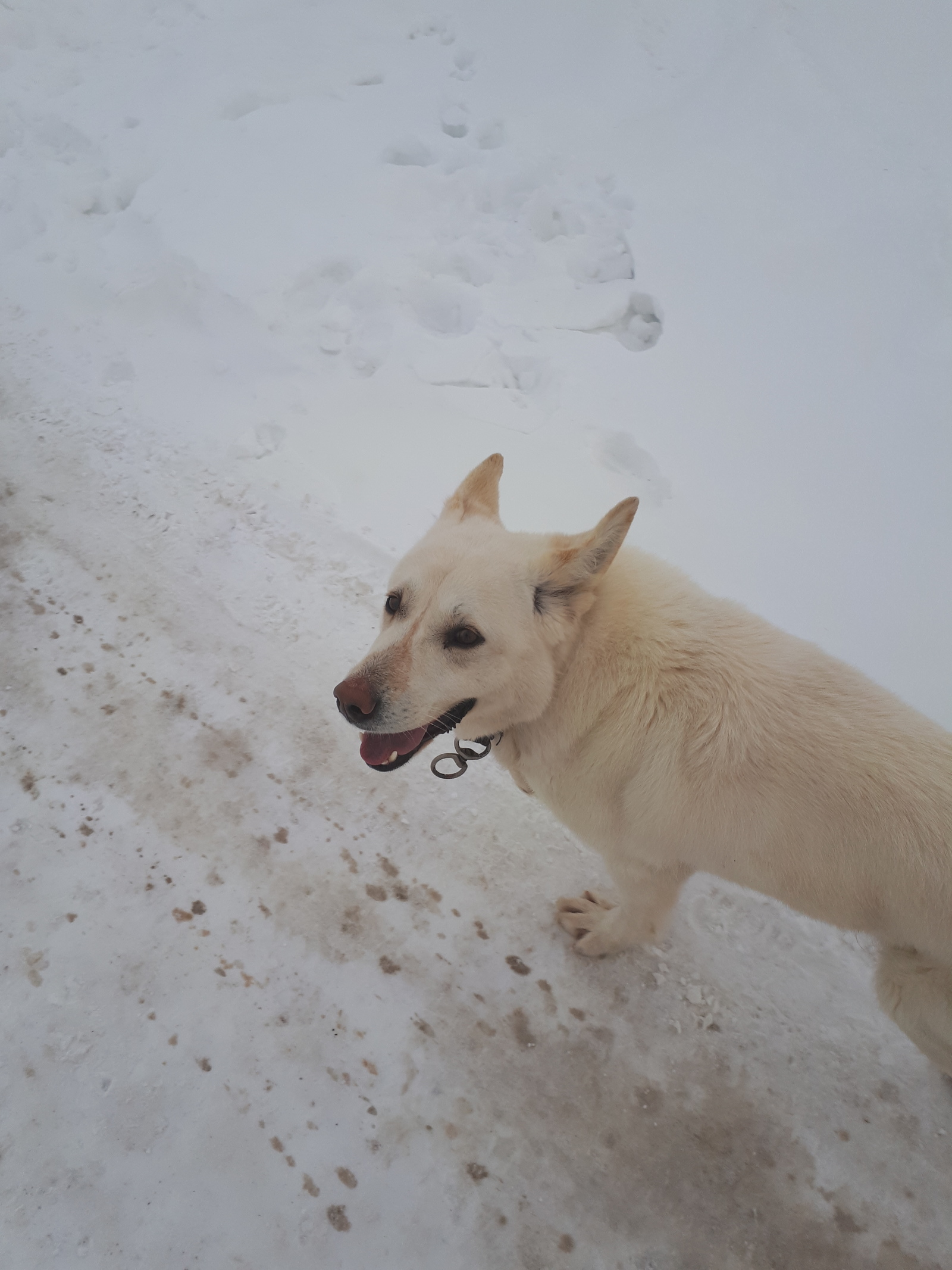 A dog on the way of children to kindergarten and school. - My, My, The photo, Longpost, Dog