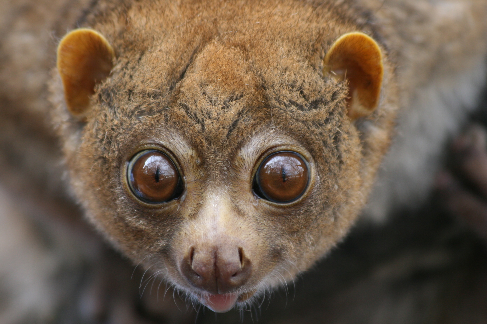 Kinkajou is a walking contradiction - Nature, Potto, Animals, The photo, Longpost