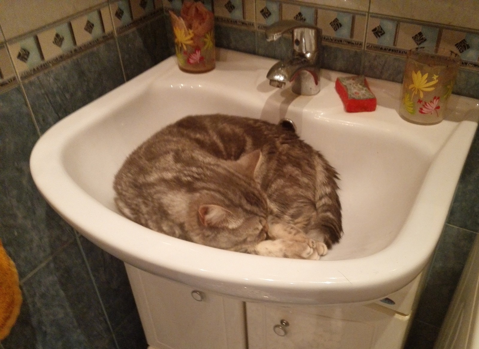 Wherever I want, I sleep there. - My, cat, Patrick, Catomafia, Sink, Longpost