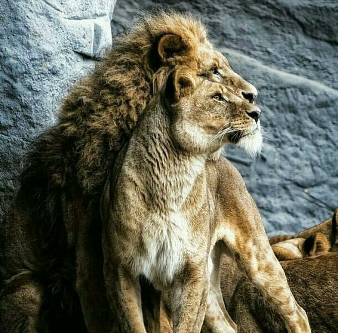 King and Queen - King, Queen, a lion, The photo