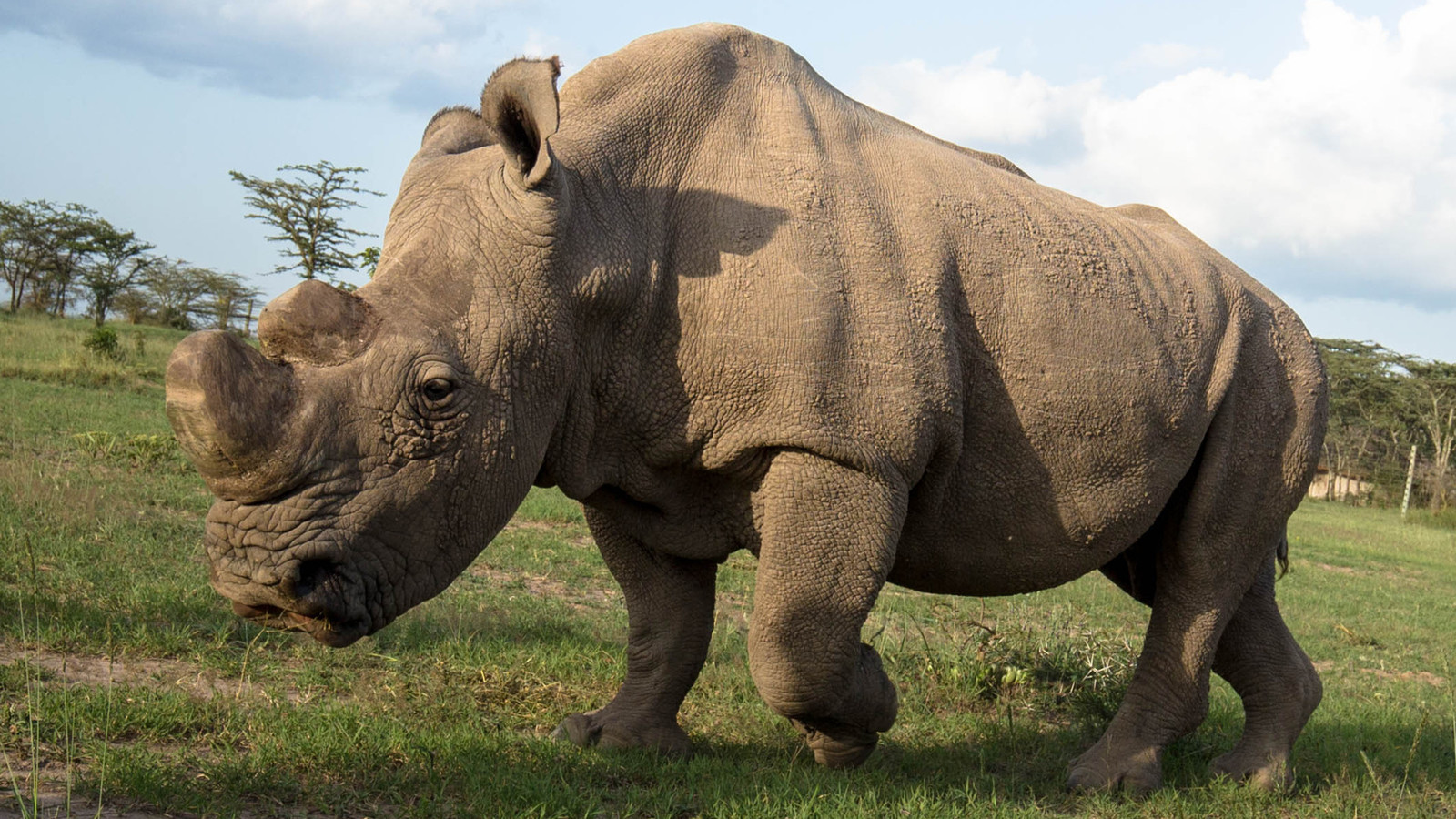 Sudan #ripsudan #rhino #whiterhino - Ripsudan, Рино, Whiterhino