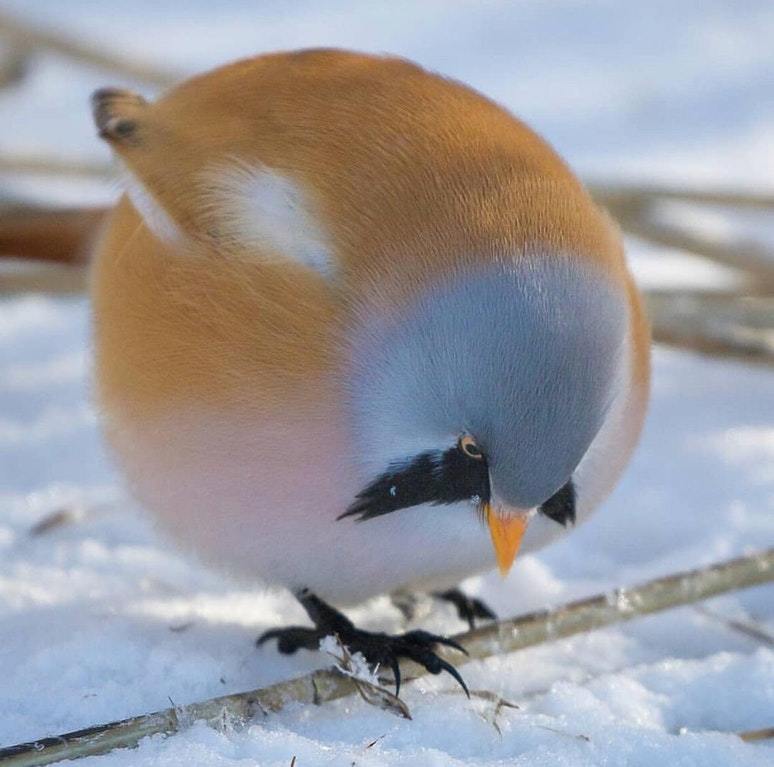 Толстая Птица Фото