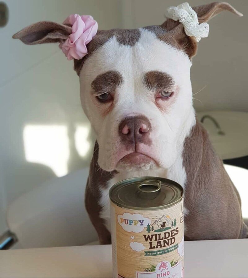 How much sadness in this look. - Dog, Animal feed, Food, Jar, Canned food, Sadness, The photo