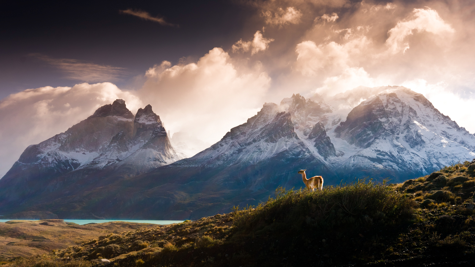 A lone guanaco looks out over majestic Cuernos del Paine in Chilean Patagonia (photo by Gene Warlich) - The mountains, Guanaco, Patagonia, Reddit