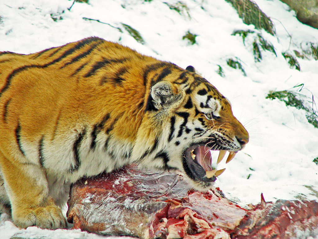 Tiger from Moscow kills female at Copenhagen Zoo - Animals, Zoo, Denmark