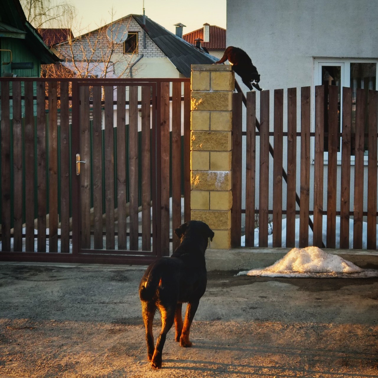 Sketch from life - My, Animals, cat, Spring, Dog, Fence