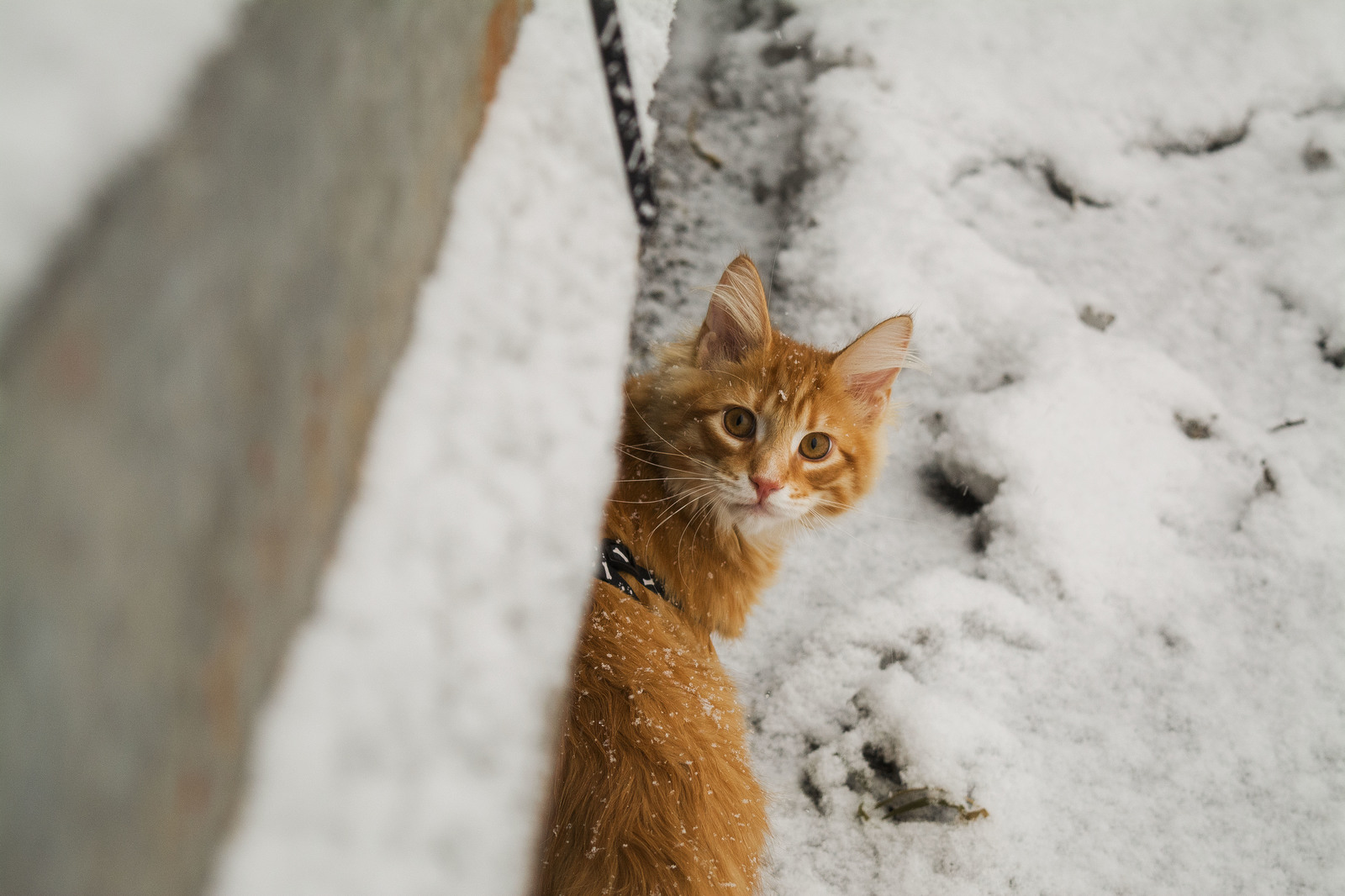 Kitten on Nikon d5200 - My, The photo, Nikon d5200, cat, Maine Coon, Longpost, Kittens