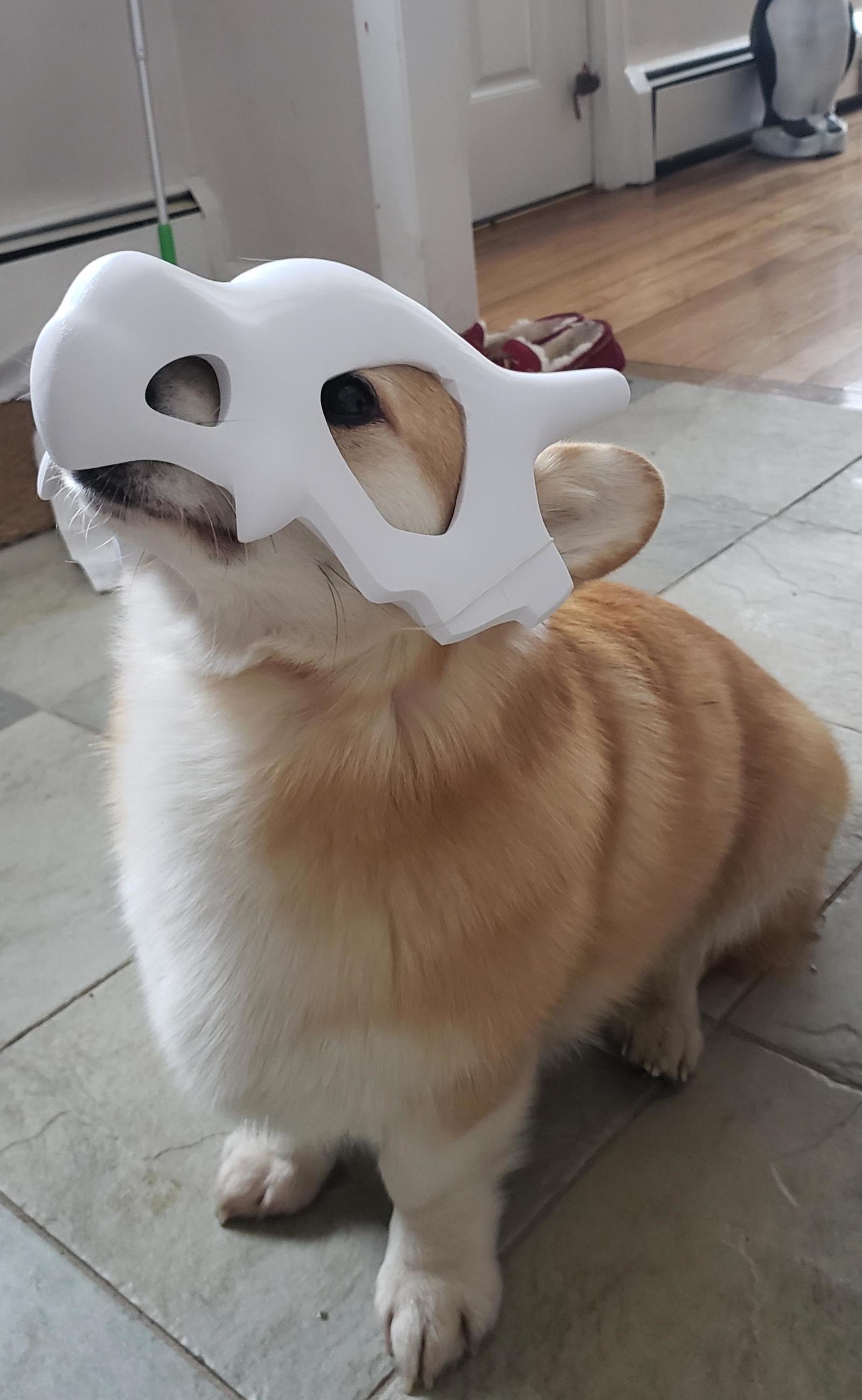 My Corgi is Kubon - Corgi, Pokemon, Milota, Reddit, Dog, The photo