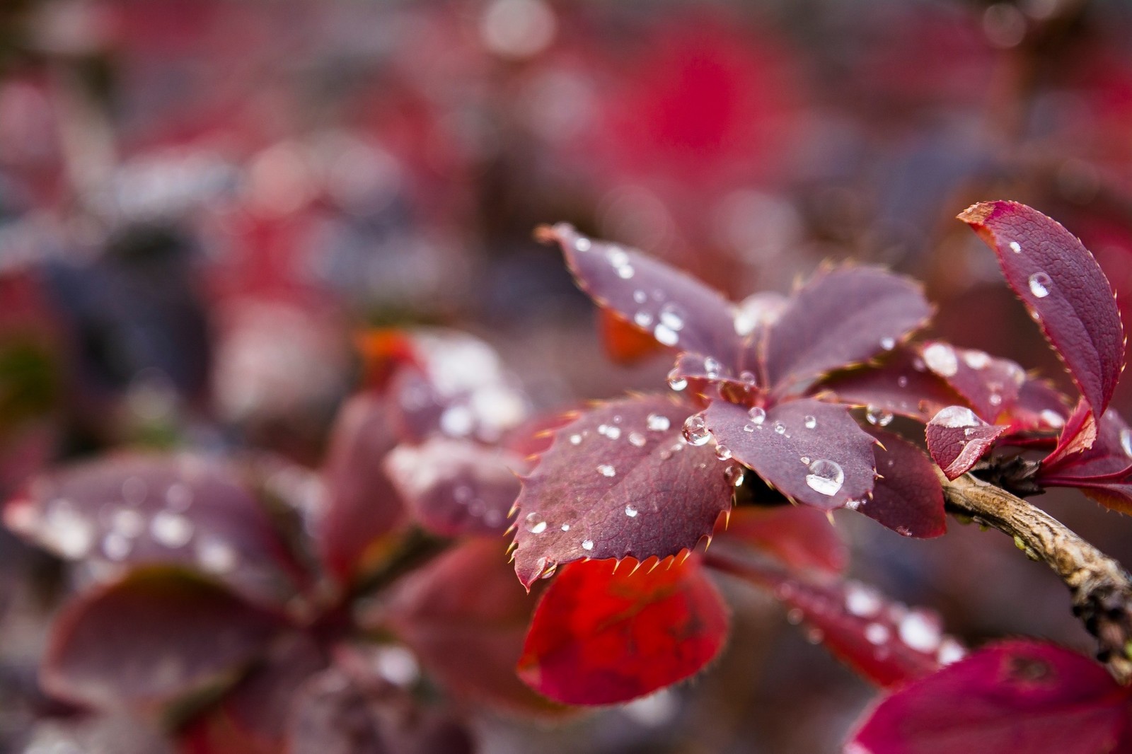 Barberry - My, Barberry, Red, Tomsk, Autumn, The photo