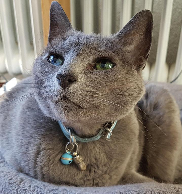 cat with blue and green eyes - cat, Catomafia, Animals, Pets, Eyes, Heterochromia, Reddit, The photo