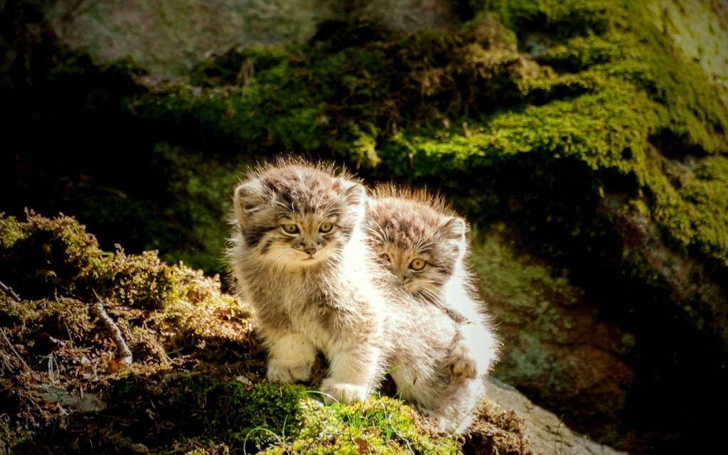 Steppe cat Manul - cat, Wild animals, Predator, The photo, Longpost, Pallas' cat