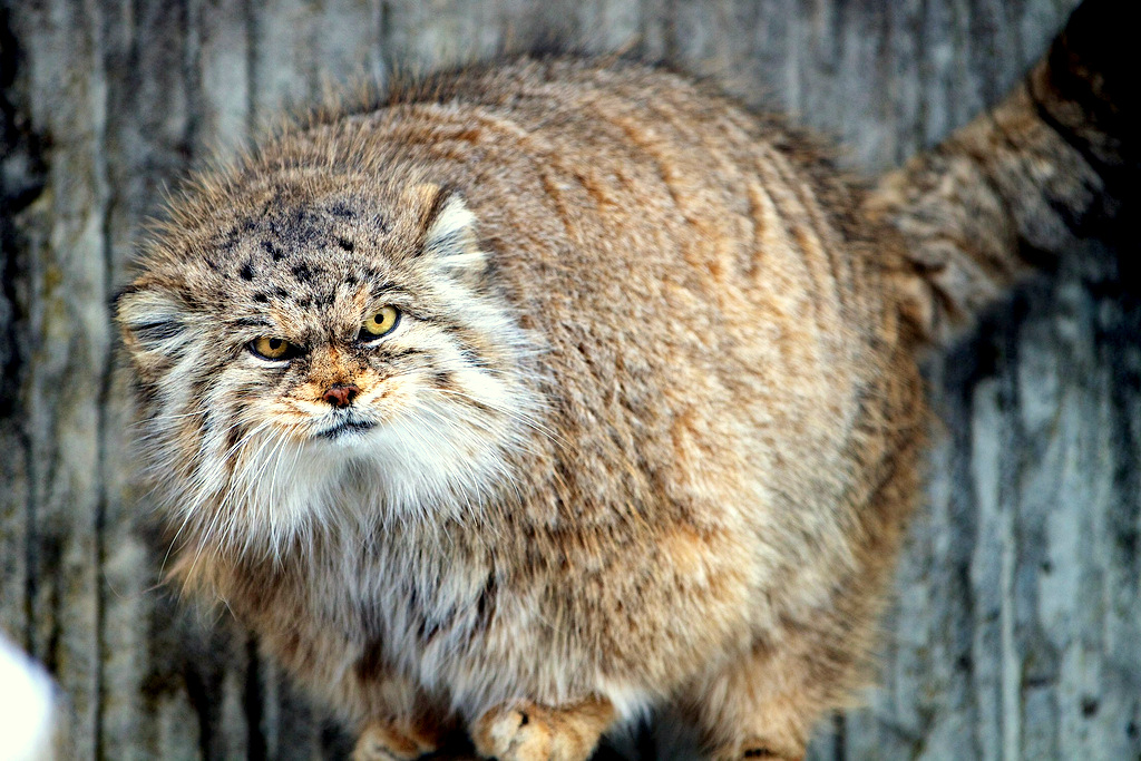 Steppe cat Manul - cat, Wild animals, Predator, The photo, Longpost, Pallas' cat