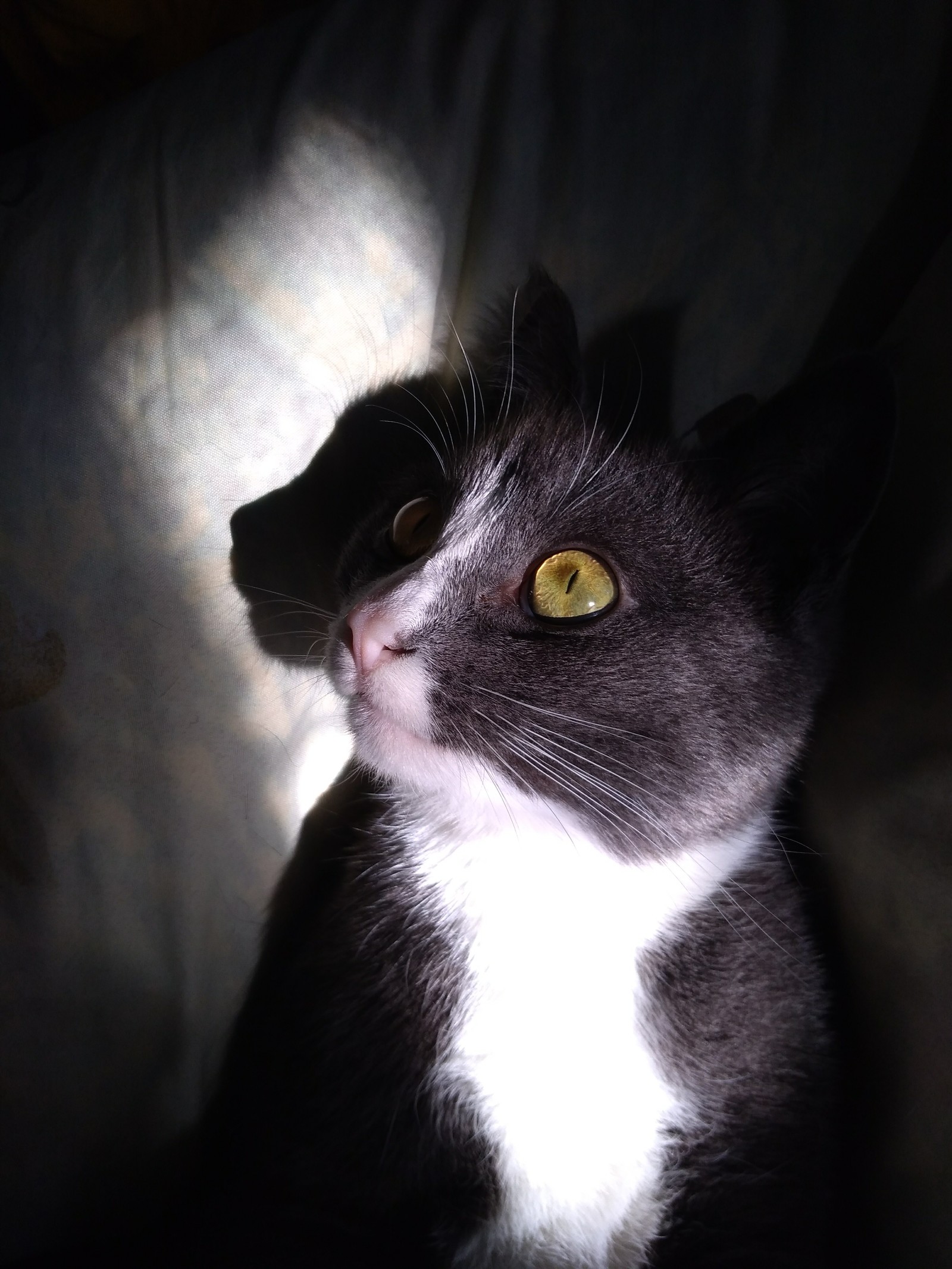 It's okay, he just saw a sunbeam - My, cat, Animals, Reaction, Longpost