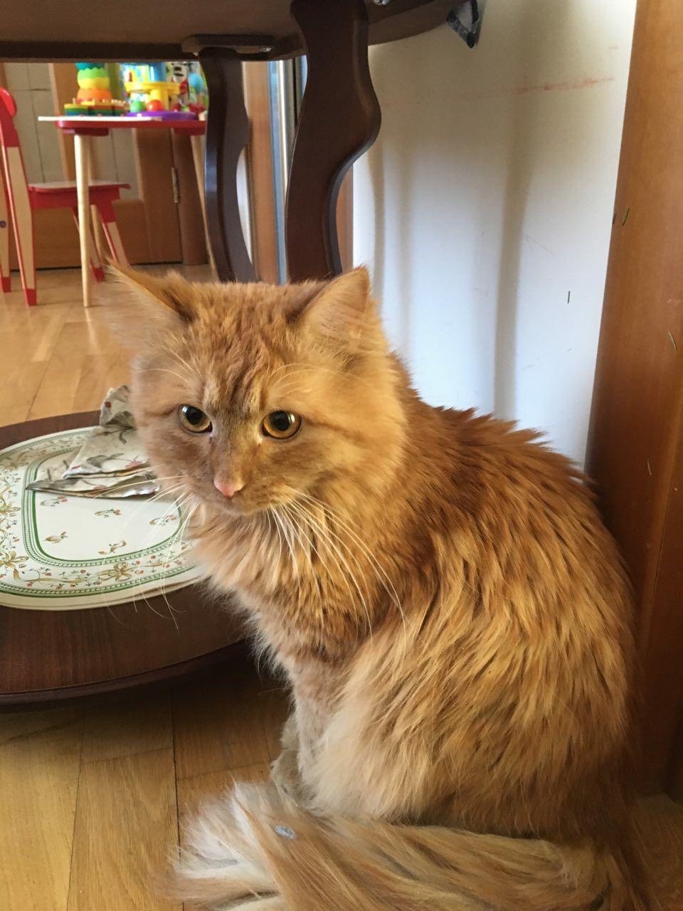 Young red cat is looking for owners. Moscow/MO - My, Pets, In good hands, cat, Kittens, Help, No rating