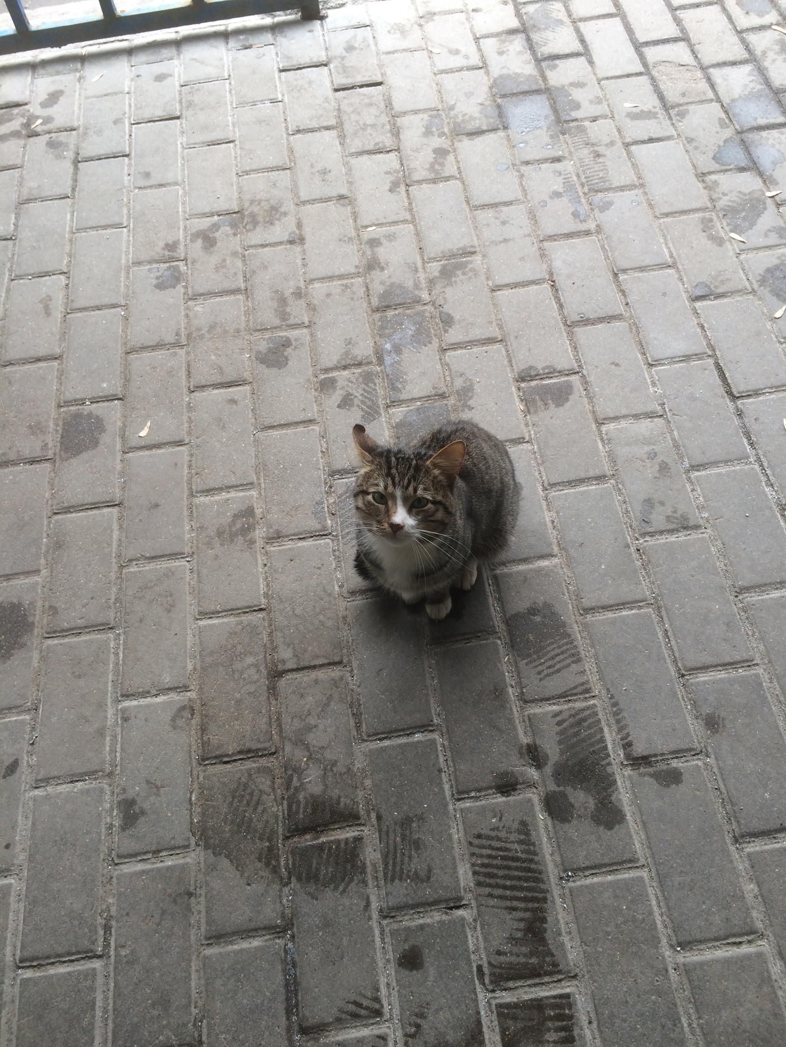 Insolent. - Catomafia, Photogenic, , Longpost, cat, Street