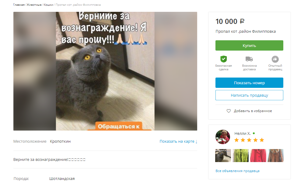 Return the cat for 10,000 rubles! - Reward, Search for animals, My