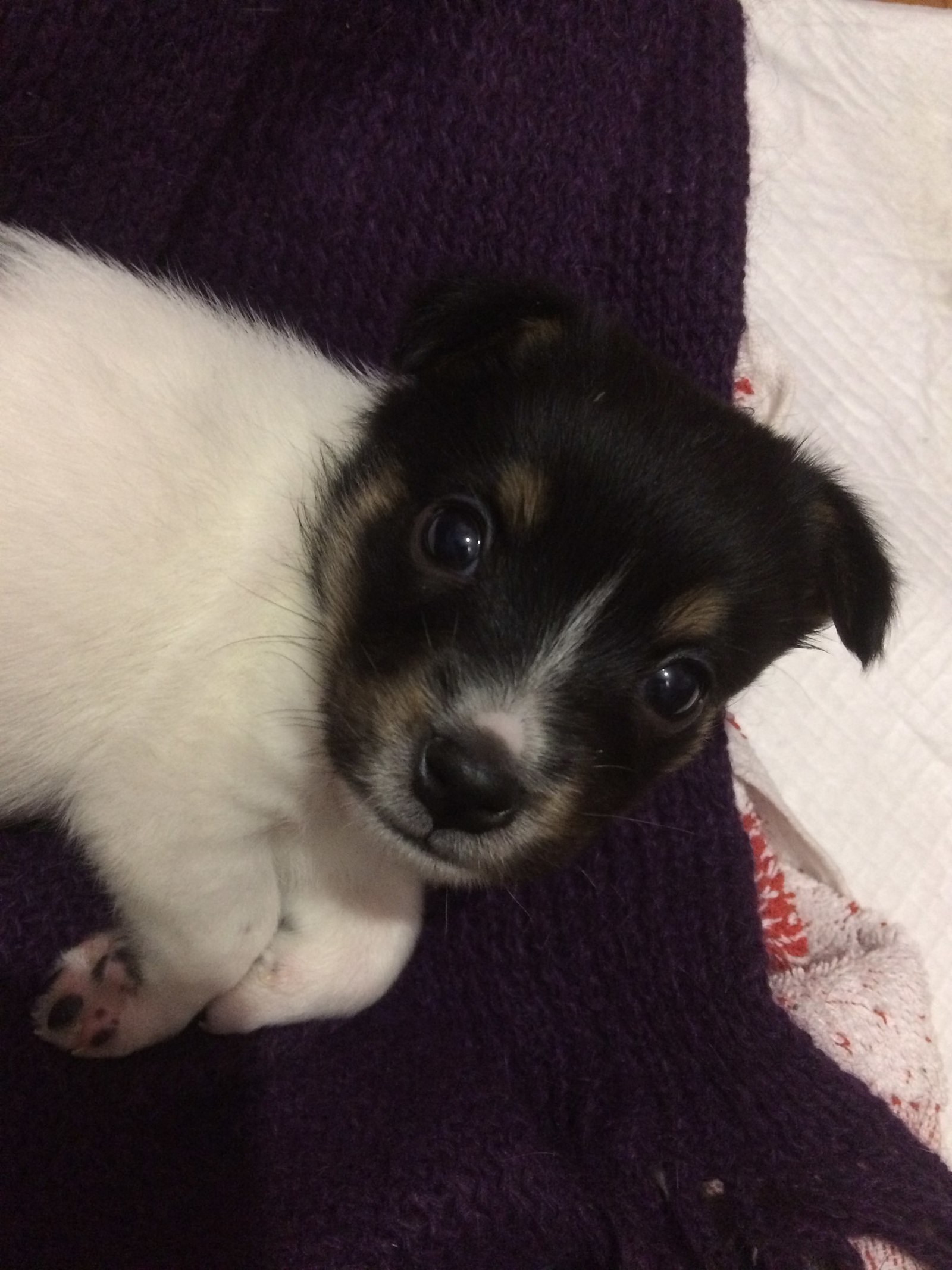 My first dog - My, Dog, Jack Russell Terrier, Puppies, Longpost