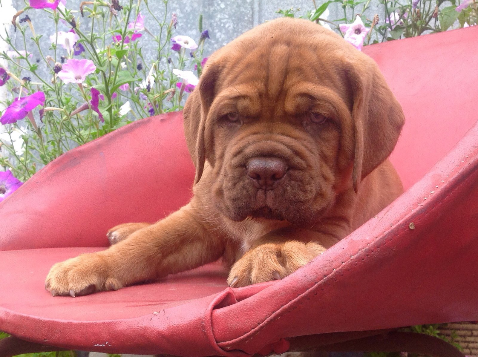 Red nose, red tail - My, Great Dane of Bordeaux, French Mastiff, , Puppies, Sight