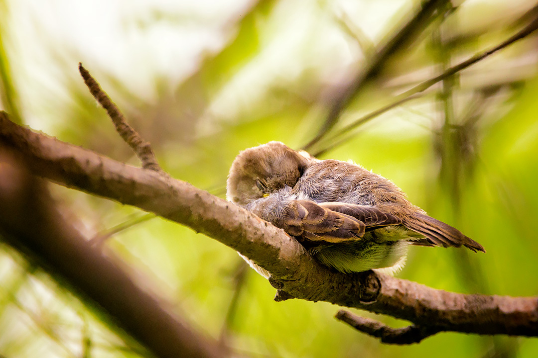 sleeping sparrow - Animals, Birds, Sparrow, Dream, The national geographic, The photo