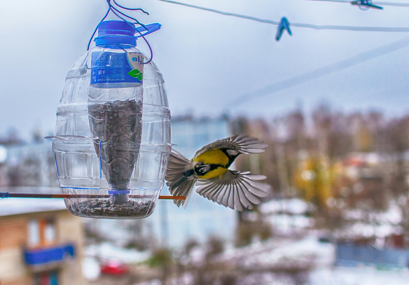 Tits on the feeder - My, Birds, Tit, Trough, The photo, Longpost