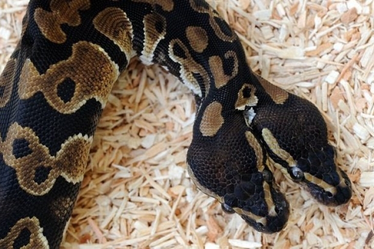 Unusual mutation - Snake, Mutation