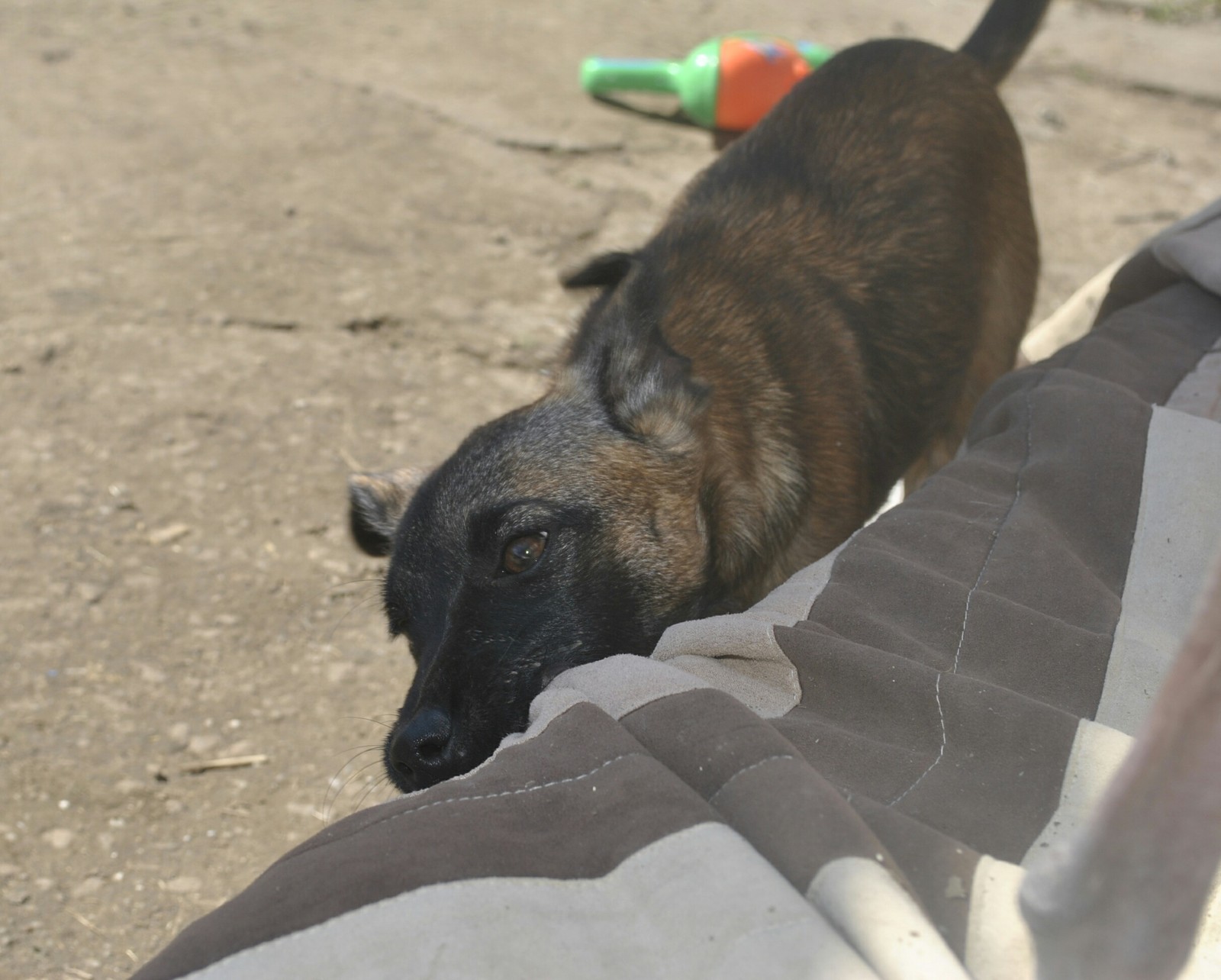 Games - My, Dog, , Xoloitzcuintli, cat, Breed, Longpost