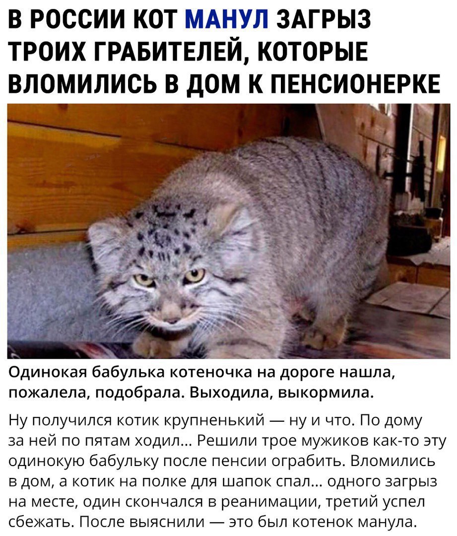 nice kitten - cat, Catomafia, Pallas' cat, Defender, Small cats, Cat family, Wild animals, Picture with text