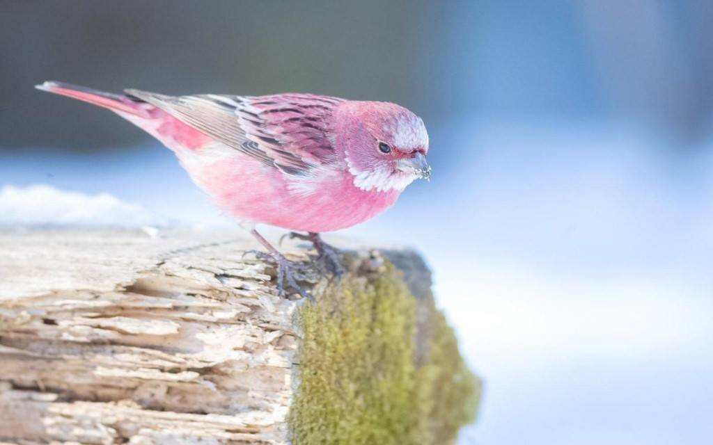 This bird is a pink finch that looks like cotton candy in the snow. - Reddit, , Finches