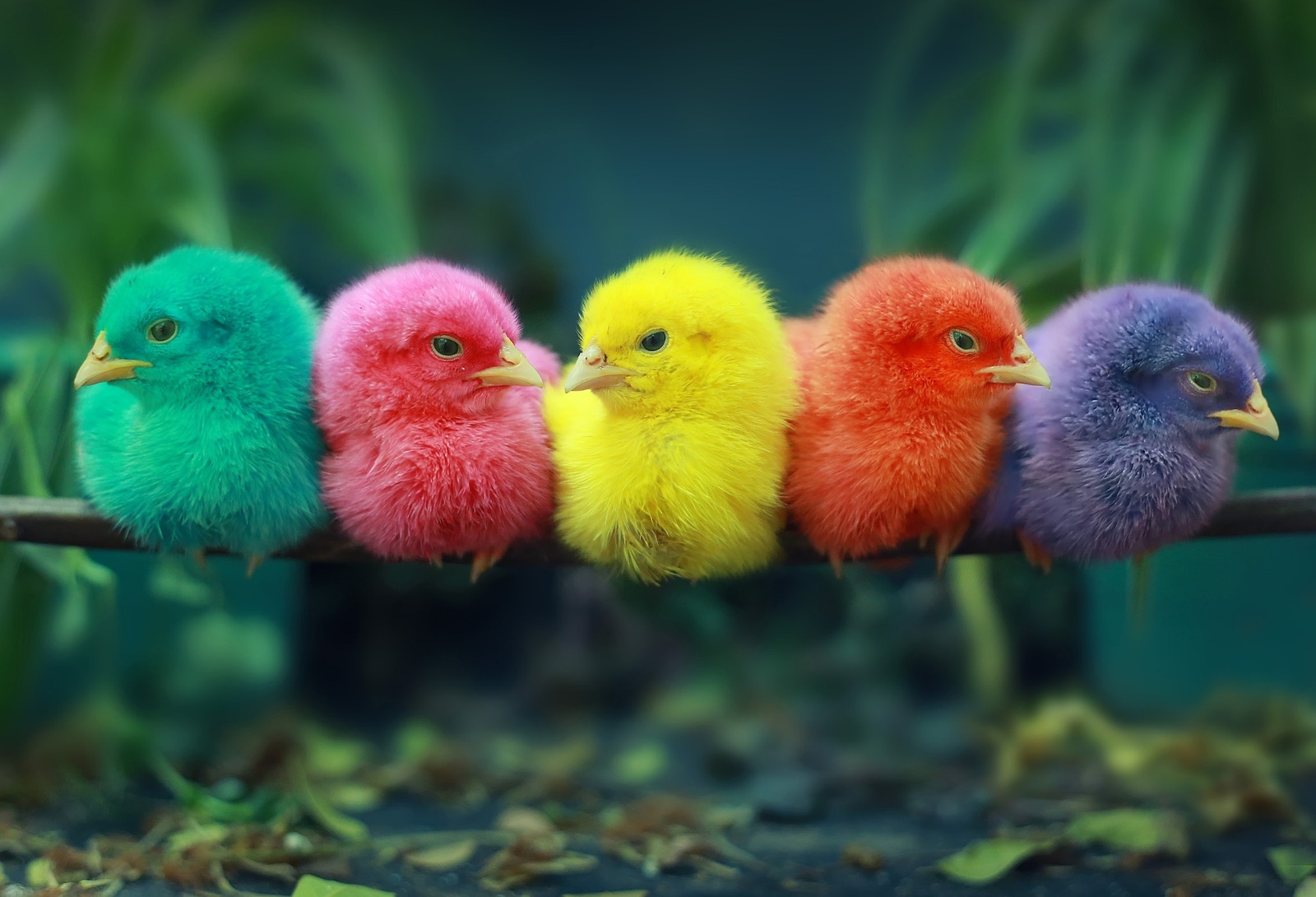 Multicolored chicks. - Birds, Toucan, Nature, The photo, Humor, Joke