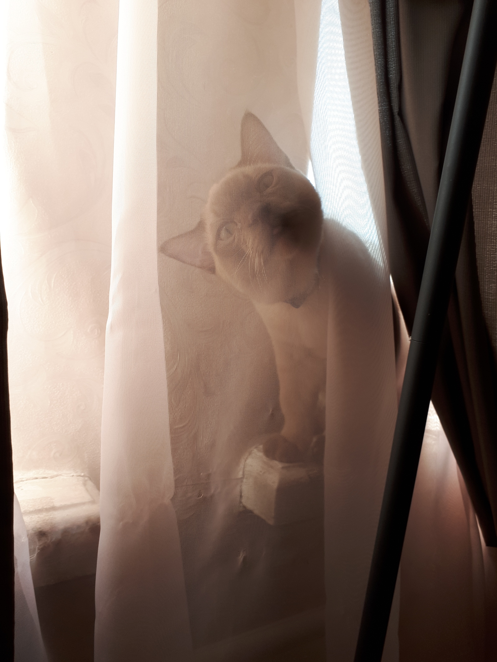 Bebebe - My, cat, , The photo, Burmese