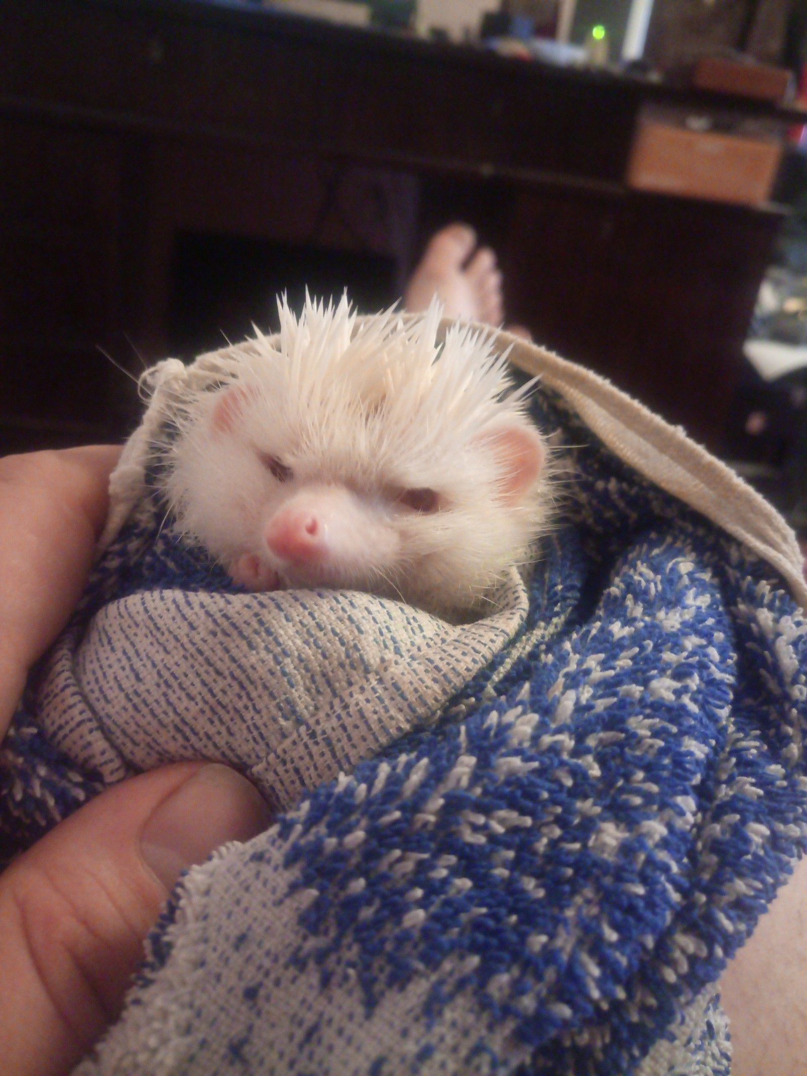 Hedgehog after bath. - My, Hedgehog, Albino, Bath, Longpost