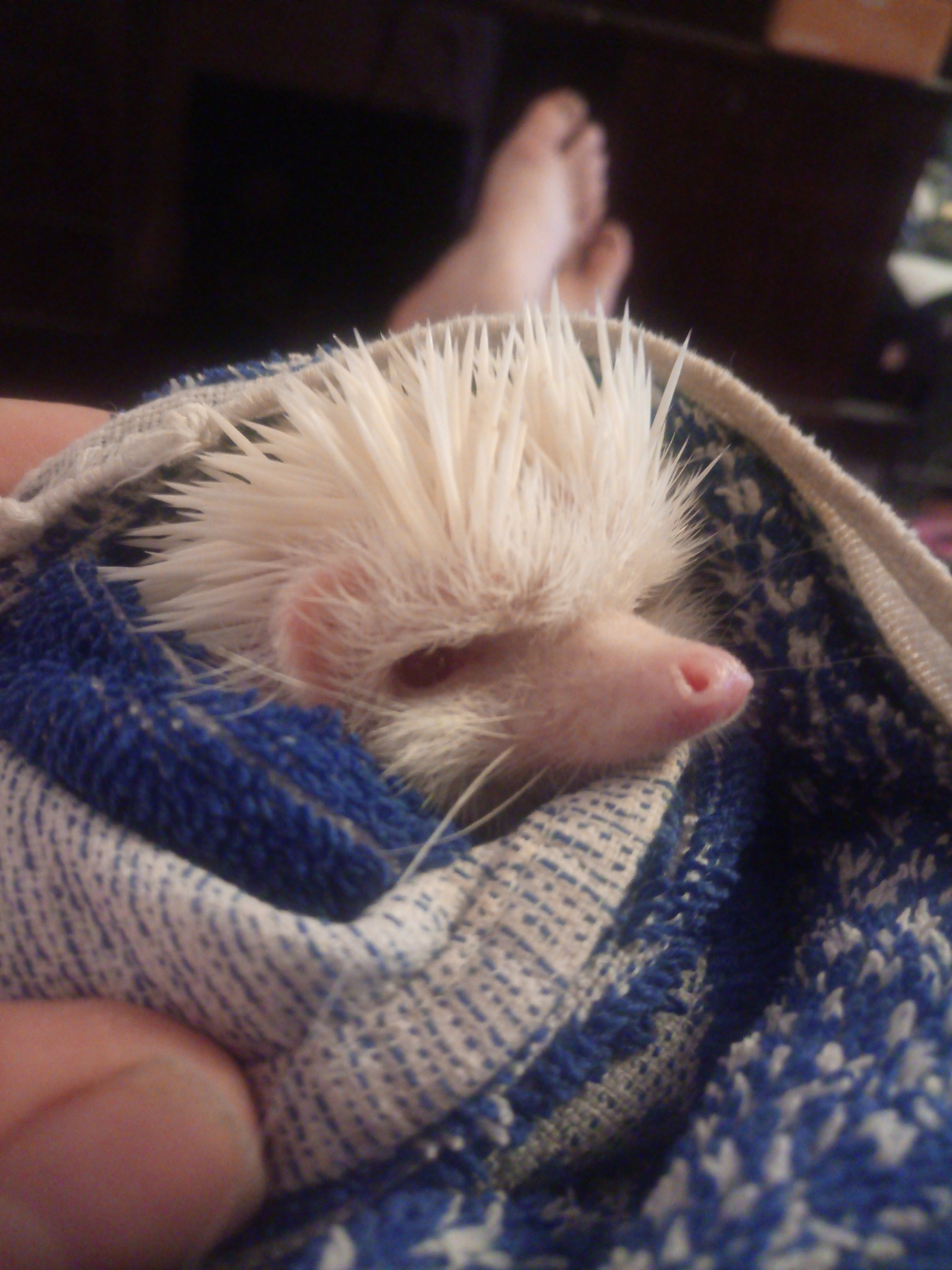 Hedgehog after bath. - My, Hedgehog, Albino, Bath, Longpost