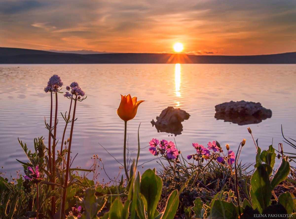 Blooming wild tulip in Crimea - OpukSky Nature Reserve, Crimea, Russia, Spring, Landscape, Nature, Longpost, The photo