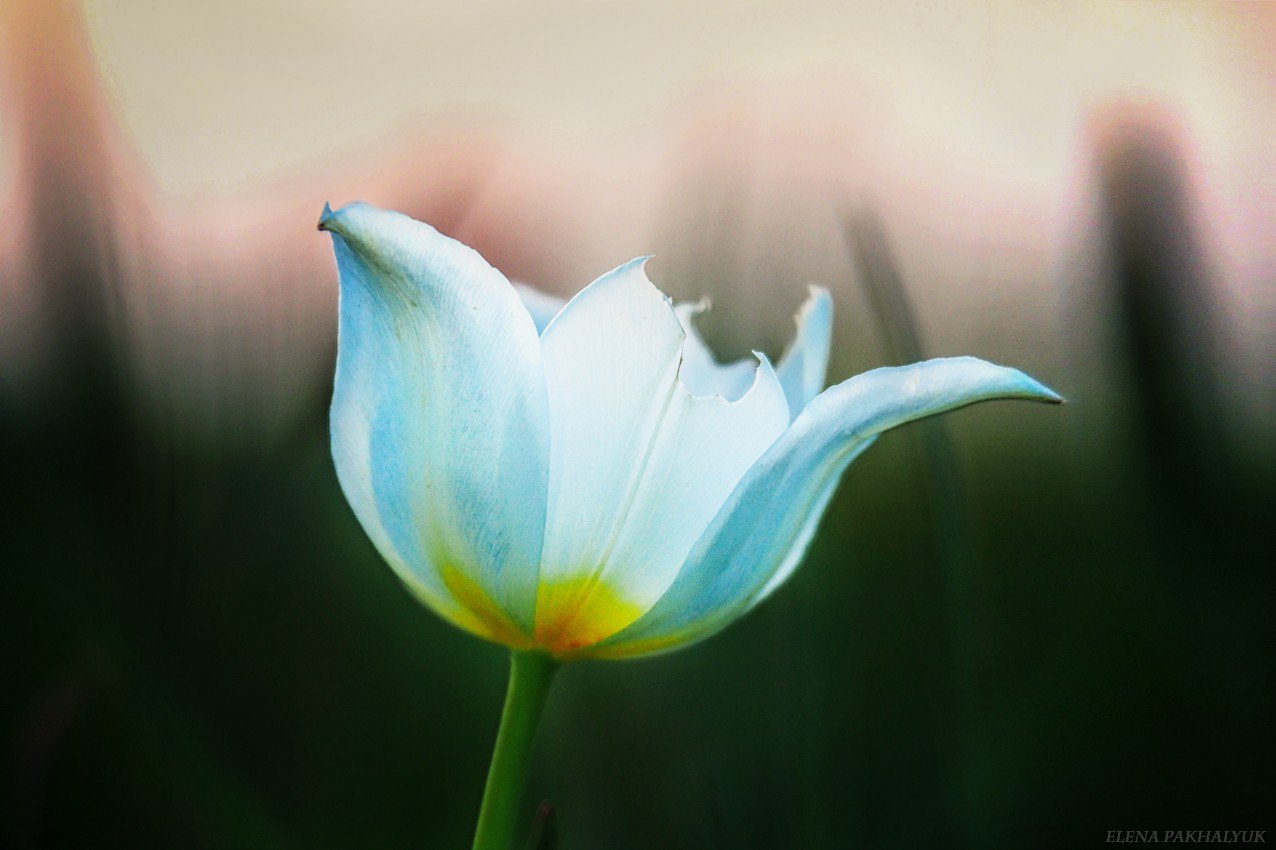 Blooming wild tulip in Crimea - OpukSky Nature Reserve, Crimea, Russia, Spring, Landscape, Nature, Longpost, The photo